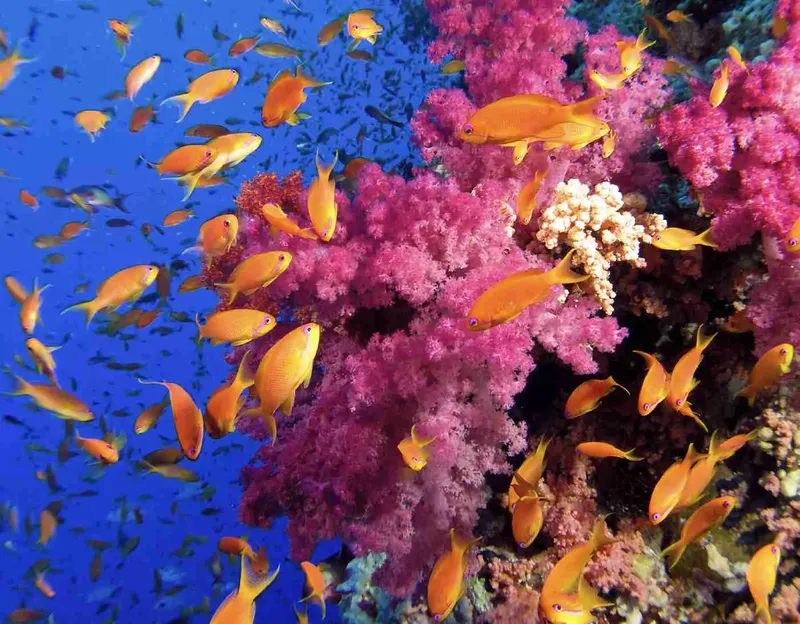 Banc de poissons jaunes et corail rose dans l'eau bleue