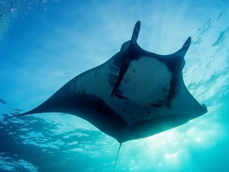 Raie manta nageant gracieusement dans une eau turquoise et ensoleillée
