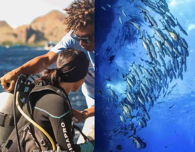Plongeur préparant son équipement, banc de poissons en mer bleue