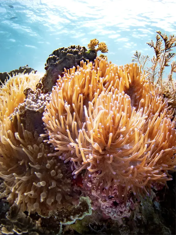 Anémones de mer colorées sur un récifal corallien ensoleillé