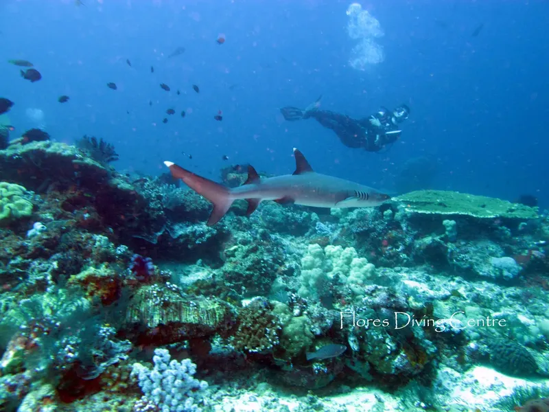 Requin de récif à proximité d'un plongeur sur un fond corallien