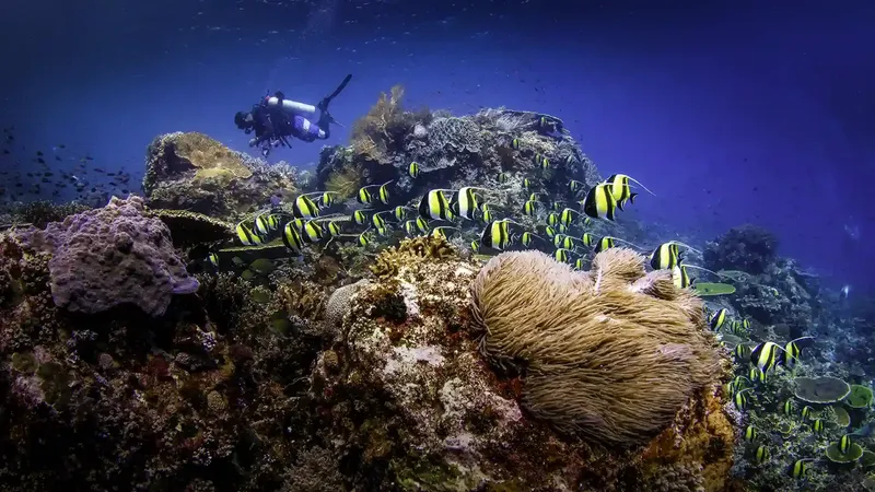 Plongeur explorant un récif corallien avec un banc de poissons zébrés