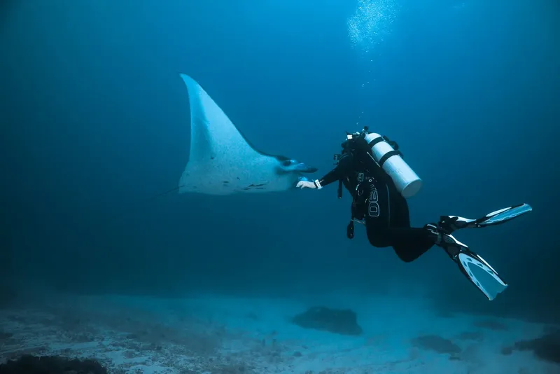Plongeur face à une raie manta dans un environnement bleu