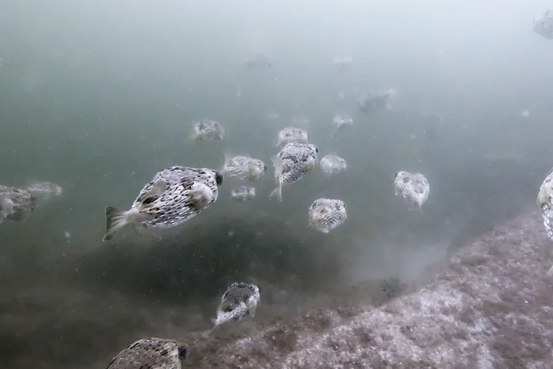 Banc de poissons-globes nageant dans une eau trouble et peu profonde