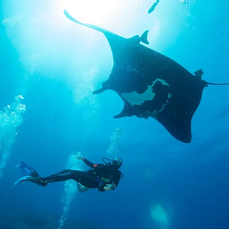 Plongeur face à une raie manta géante dans l'eau bleue