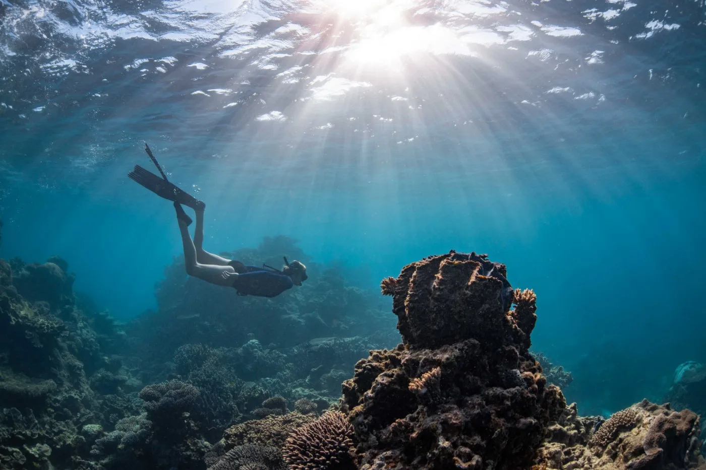 Ningaloo Reef Dive