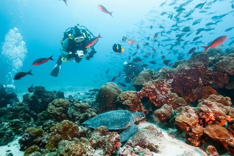 Plongeurs explorent un récif corallien avec une tortue et poissons