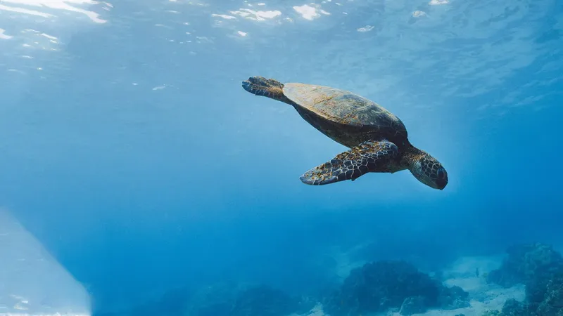 Tortue marine nageant paisiblement dans une eau bleue et claire
