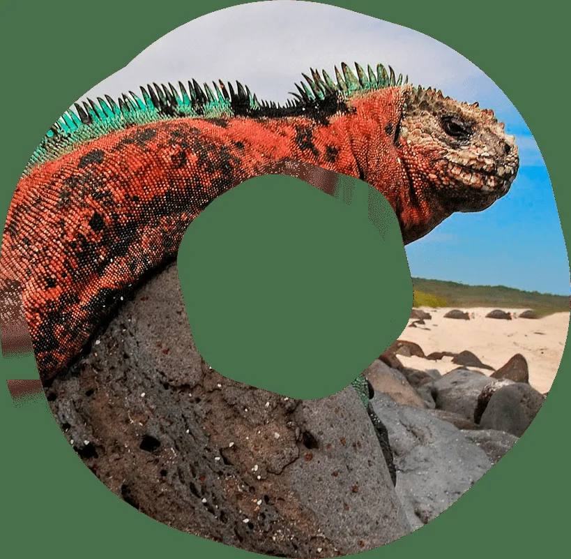 Gros plan d'un iguane marin rouge et noir sur des rochers noirs