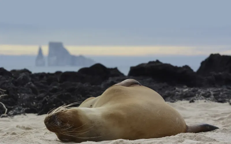 Otarie se reposant sur le sable noir, île rocheuse en arrière-plan