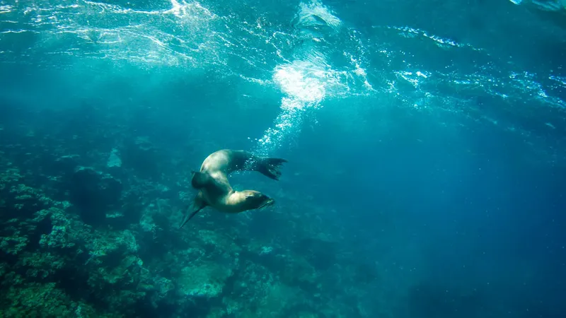 Deux otaries jouent et nagent dans une eau turquoise claire