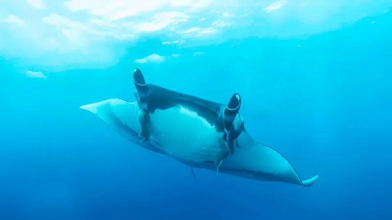 Raie manta nageant gracieusement dans l'eau bleue et lumineuse