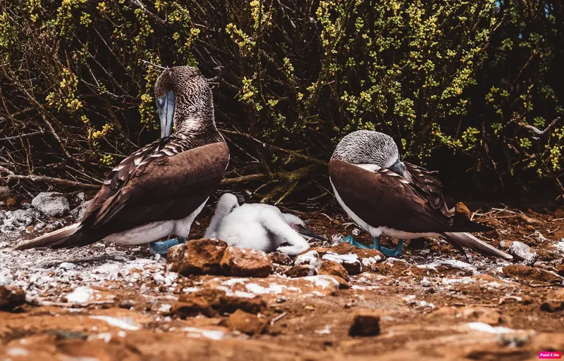 Deux fous à pieds bleus protègent un oisillon sur un sol rocheux