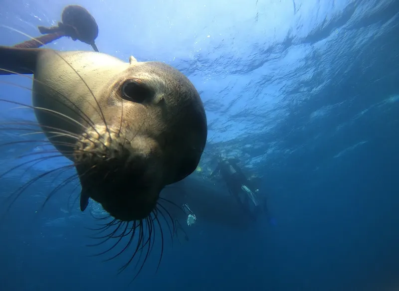 Gros plan d'une otarie curieuse nageant sous l'eau avec des plongeurs