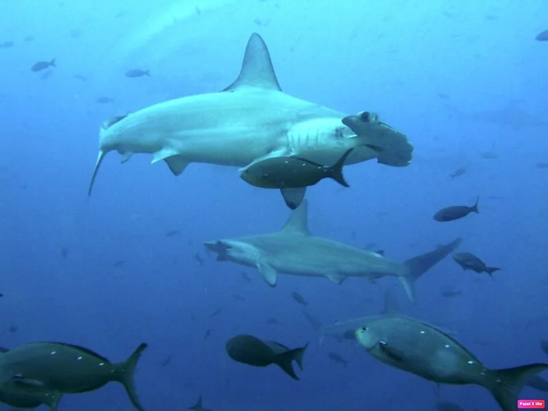 Trois requins-marteaux nagent dans l'eau bleue avec d'autres poissons