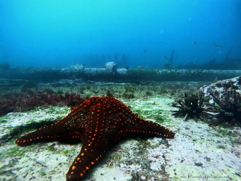 Etoile de mer rouge sur fond sablonneux avec quelques poissons