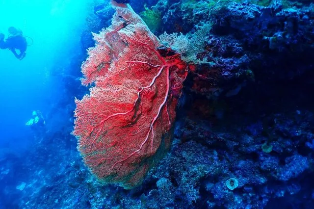 Gorgone rouge imposante et plongeurs explorant un récif corallien