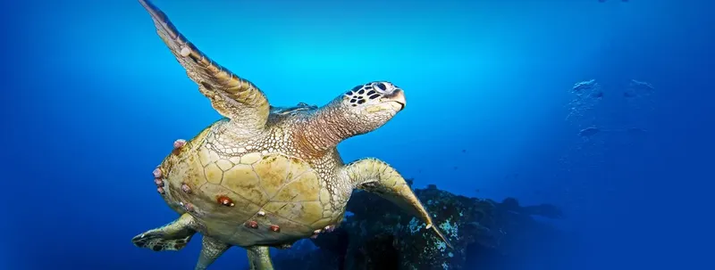 Tortue marine nageant gracieusement dans l'eau bleue, lumière naturelle