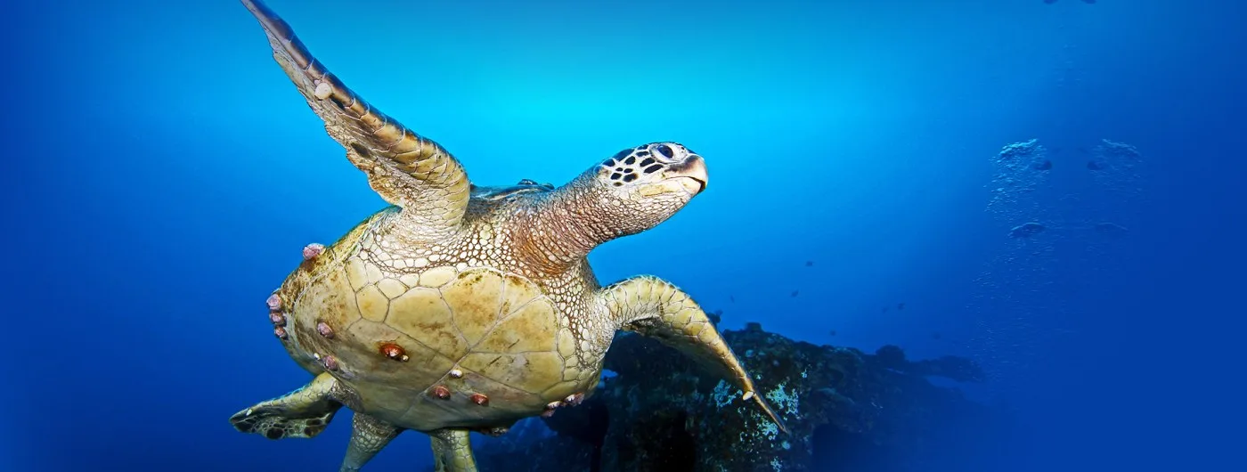 Hawaii Eco Divers