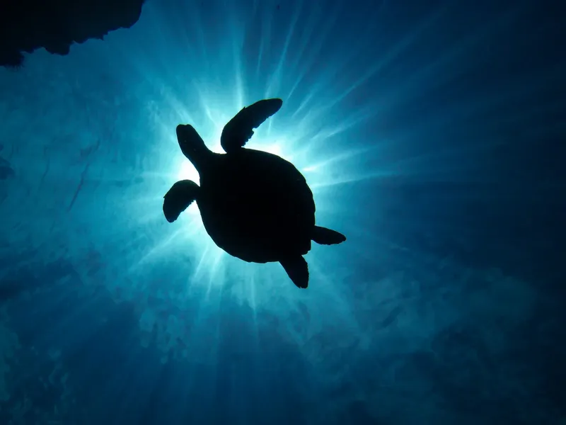 Tortue marine nageant dans l'eau bleue, lumière du soleil filtrant