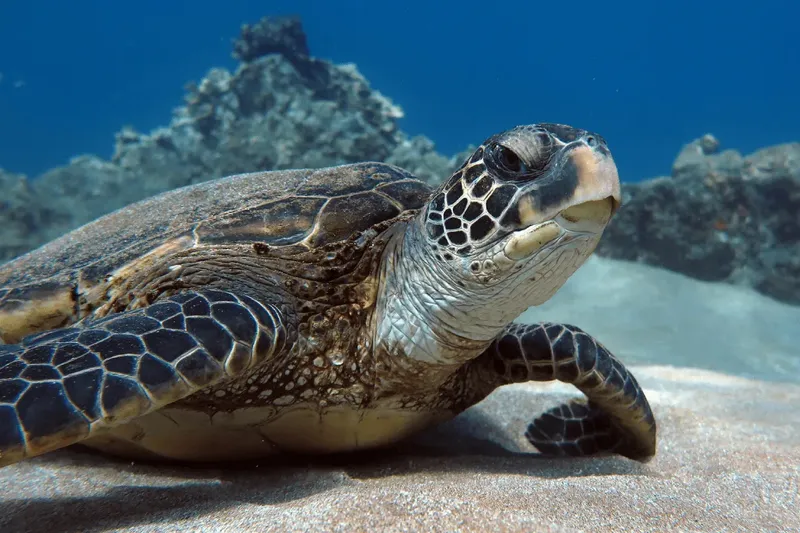 Tortue marine nageant paisiblement au-dessus d'un fond sablonneux et rocheux