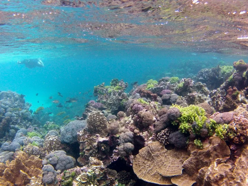 Vue sous-marine d'un récif corallien avec des poissons et un plongeur