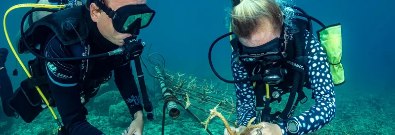 Deux plongeurs examinent un petit animal marin sur le fond