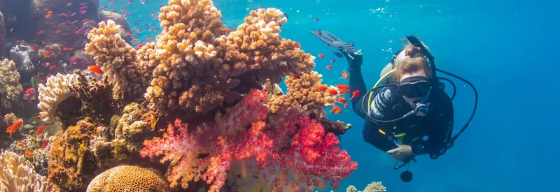 Plongeur explorant un récif corallien coloré avec des poissons tropicaux
