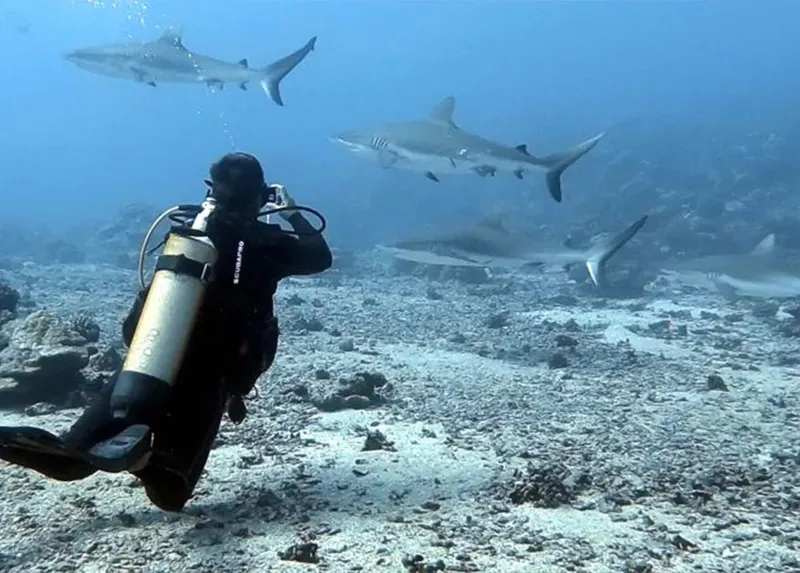 Plongeur observant des requins dans un environnement sous-marin rocheux