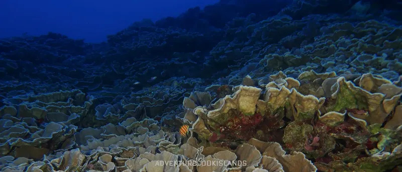 Coraux et petits poissons colorés dans un récif sous-marin profond