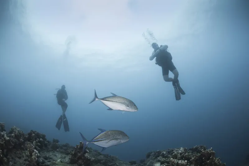 Deux plongeurs et deux carangues évoluent dans une eau bleue