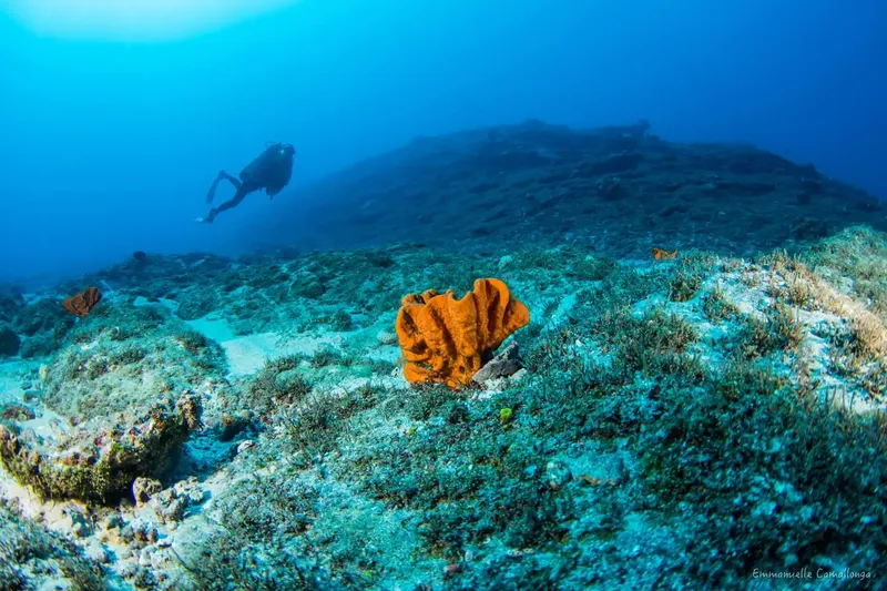 Plongeur explorant un fond marin rocheux avec une éponges orange