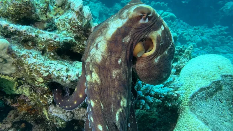 Pieuvre se camouflant sur un récoral, regardant attentivement l'objectif