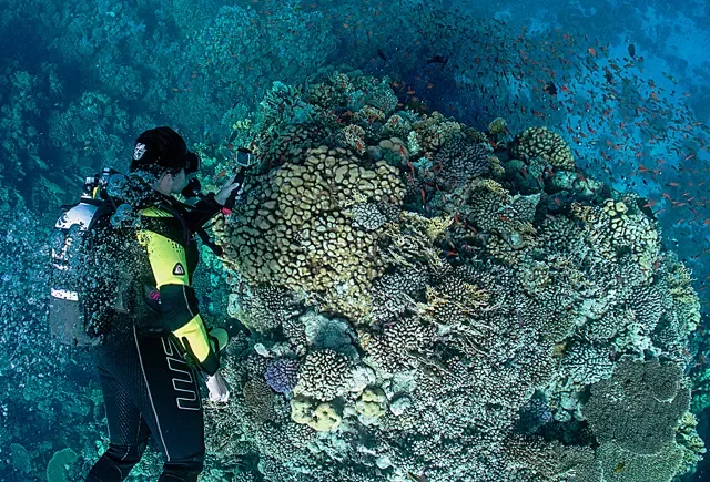 Plongeur photographiant un récif corallien luxuriant avec de petits poissons