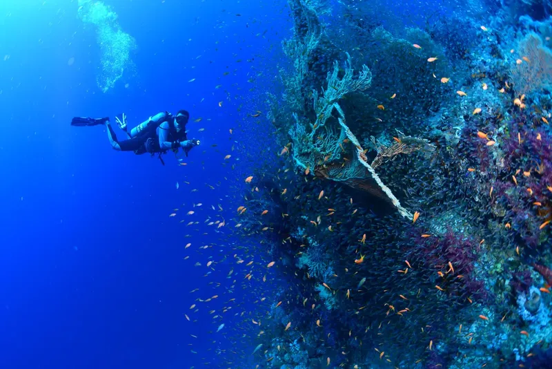 Plongeur explorant une épave colonisée par la vie marine colorée