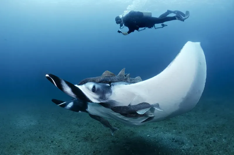 Raie manta majestueuse nageant avec un plongeur dans les eaux bleues