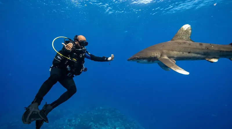Plongeur face à un requin en pleine eau bleue