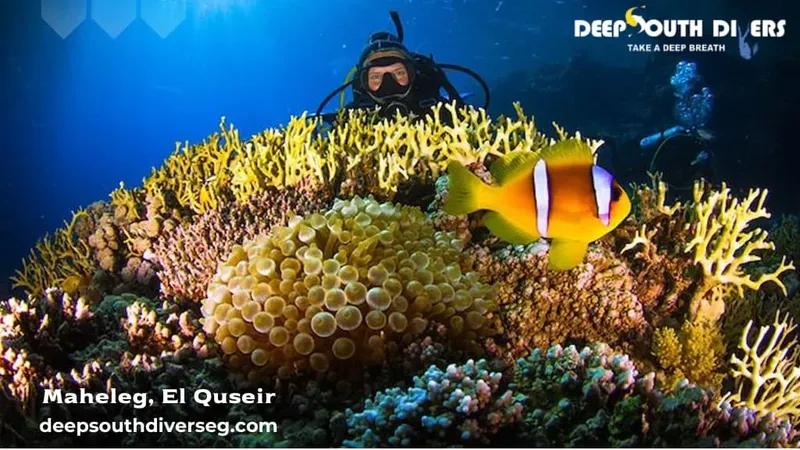 Plongeur et poisson clown nageant au milieu d'un récif corallien coloré