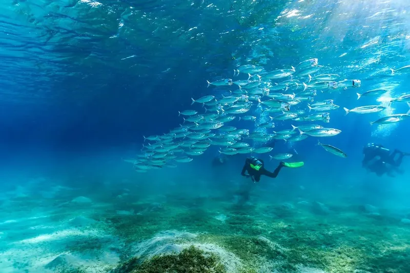 Plongeurs évoluent au milieu d'un banc de poissons argentés en mer