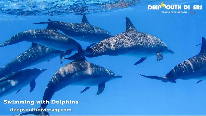 Groupe de dauphins nageant dans une eau bleue claire et limpide