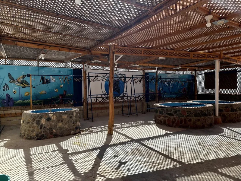 Espace extérieur ombragé avec des bassins et du matériel de plongée