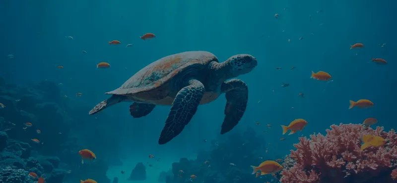 Tortue marine nageant paisiblement au milieu de poissons colorés et coraux