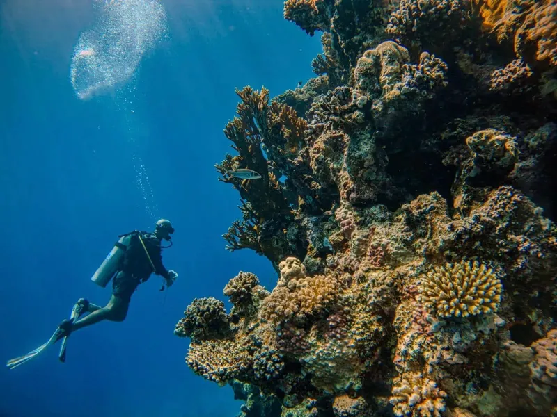 Plongeur explorant un récif corallien ensoleillé avec des poissons