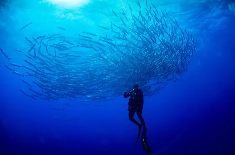 Plongeur observant un banc de poissons argentés en pleine eau