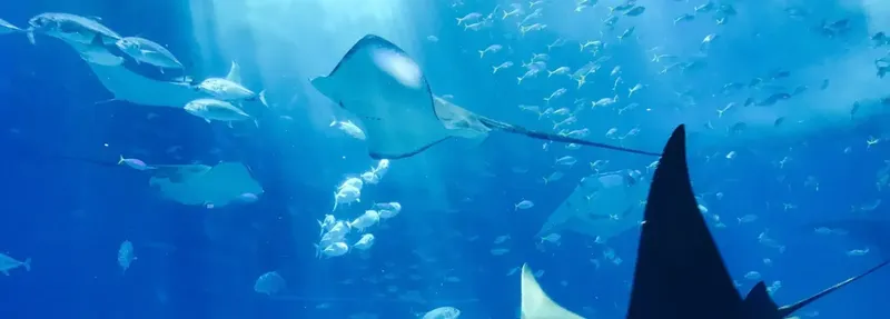Raies manta et banc de poissons évoluent dans l'eau bleue