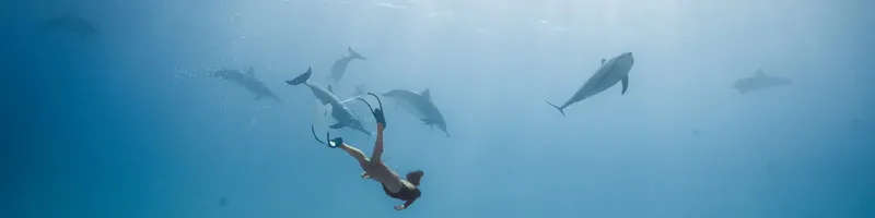 Un plongeur interagit avec un groupe de dauphins dans l'eau bleue