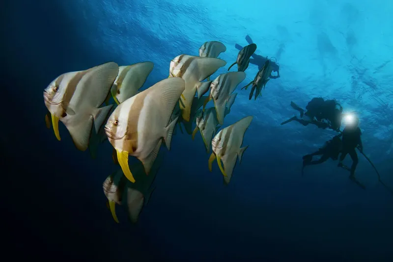 Banc de poissons-papillons et plongeur évoluant dans une eau bleue claire
