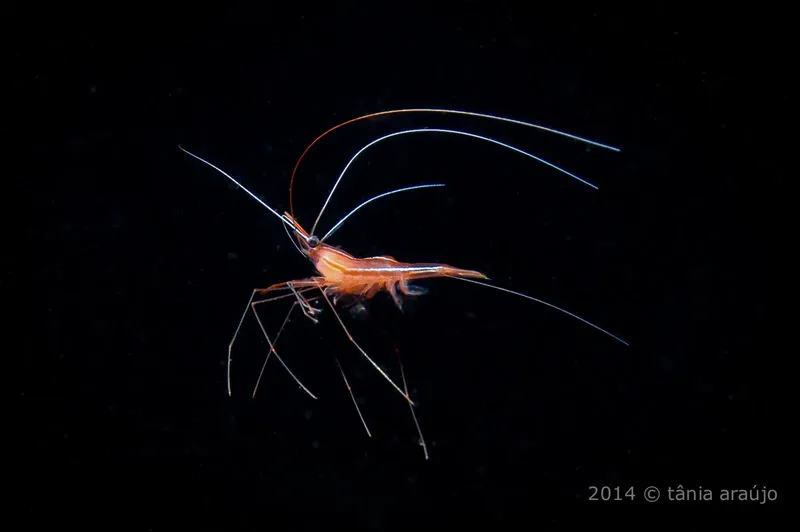 Crevette translucide nageant dans l'obscurité des profondeurs marines