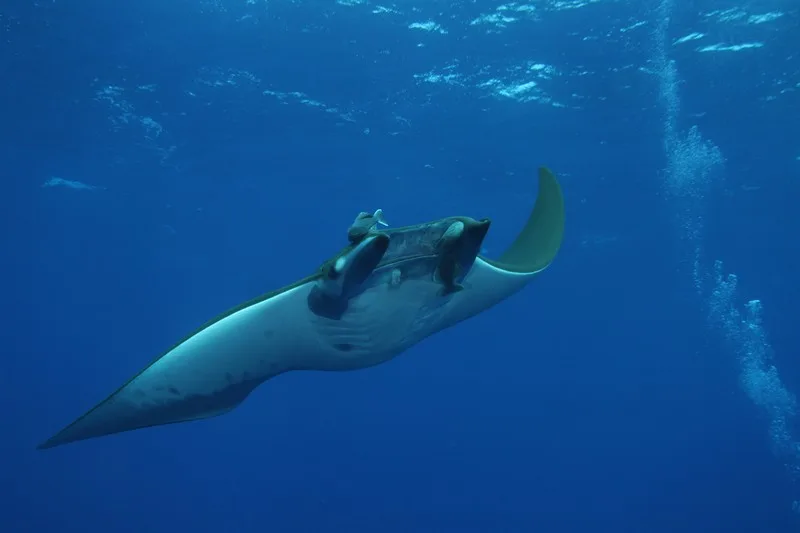 Raie manta nageant gracieusement dans l'eau bleue, lumière naturelle, faune marine