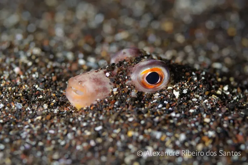 Seiche cachée dans le sable, gros plan sur son oeil orange
